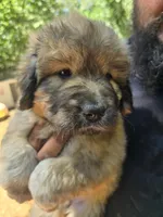 Female tan with gray, a female Great Pyrenees and Newfoundland for sale in Magalia, CA – 6 of 7