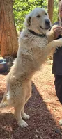 Solid black male, a male Great Pyrenees for sale in Magalia, CA – 2 of 7