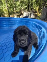 Solid black male, a male Great Pyrenees for sale in Magalia, CA – 7 of 7
