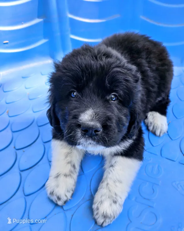 Male black and white puppy – Great Pyrenees puppy for sale in Magalia, CA
