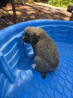 Tan female, a female Great Pyrenees and Newfoundland for sale in Magalia, CA – 3 of 8
