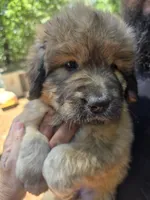 Female tan with gray, a female Great Pyrenees and Newfoundland for sale in Magalia, CA – 5 of 7