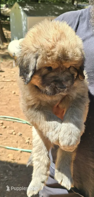 Female tan with gray – Great Pyrenees, Newfoundland puppy for sale in Magalia, CA