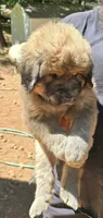 Female tan with gray, a female Great Pyrenees and Newfoundland for sale in Magalia, CA – 1 of 7