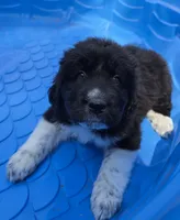 Male black and white puppy, a male Great Pyrenees for sale in Magalia, CA – 2 of 6