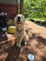 Solid black male, a male Great Pyrenees for sale in Magalia, CA – 5 of 7