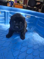 Solid black male, a male Great Pyrenees for sale in Magalia, CA – 4 of 7