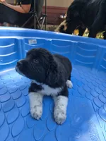 Male black and white puppy, a male Great Pyrenees for sale in Magalia, CA – 5 of 6