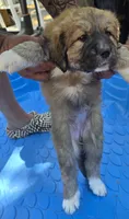 Tan female, a female Great Pyrenees and Newfoundland for sale in Magalia, CA – 2 of 8