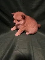 Sven, a male Pomeranian for sale in Springfield, OH – 8 of 10