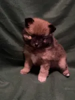 Anna, a female Pomeranian for sale in Springfield, OH – 4 of 8