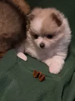Elsa, a female Pomeranian for sale in Springfield, OH – 3 of 8