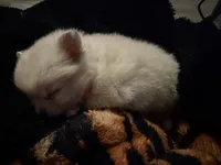 “Snowball”, a female Pomeranian for sale in Springfield, OH – Photo 3 of 3