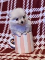“Snowball”, a female Pomeranian for sale in Springfield, OH – Photo 2 of 3