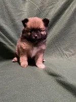 Anna, a female Pomeranian for sale in Springfield, OH – 2 of 8