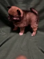 Anna, a female Pomeranian for sale in Springfield, OH – 6 of 8
