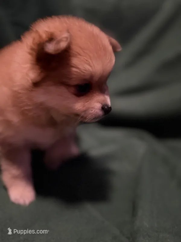 Sven – Pomeranian puppy for sale in Springfield, OH
