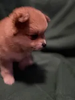 Sven, a male Pomeranian for sale in Springfield, OH – 1 of 10