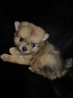 Benny, a male Pomeranian for sale in Springfield, OH – Photo 1 of 4