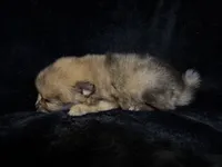 Benny, a male Pomeranian for sale in Springfield, OH – Photo 4 of 4