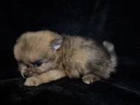 Benny, a male Pomeranian for sale in Springfield, OH – Photo 2 of 4