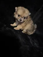 Benny, a male Pomeranian for sale in Springfield, OH – Photo 3 of 4