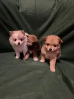 Sven, a male Pomeranian for sale in Springfield, OH – 10 of 10
