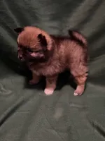 Anna, a female Pomeranian for sale in Springfield, OH – 5 of 8