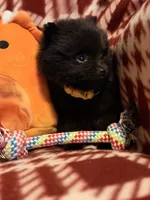 “Nanner”, a male Pomeranian for sale in Springfield, OH – Photo 1 of 5