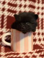 “Nanner”, a male Pomeranian for sale in Springfield, OH – Photo 3 of 5