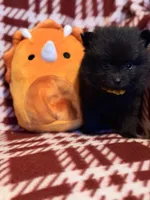 “Nanner”, a male Pomeranian for sale in Springfield, OH – Photo 2 of 5