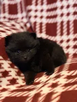 “Nanner”, a male Pomeranian for sale in Springfield, OH – Photo 4 of 5