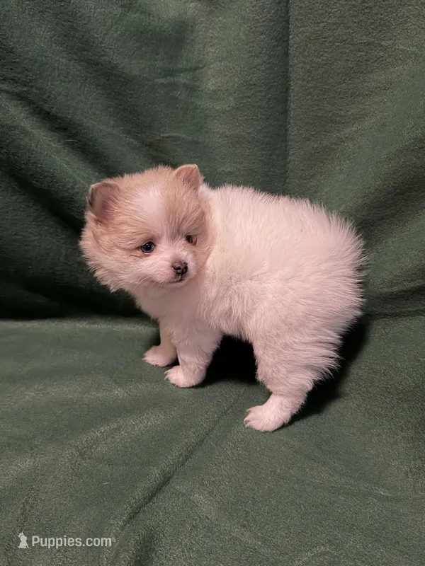 Elsa – Pomeranian puppy for sale in Springfield, OH