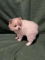 Elsa, a female Pomeranian for sale in Springfield, OH – 1 of 8