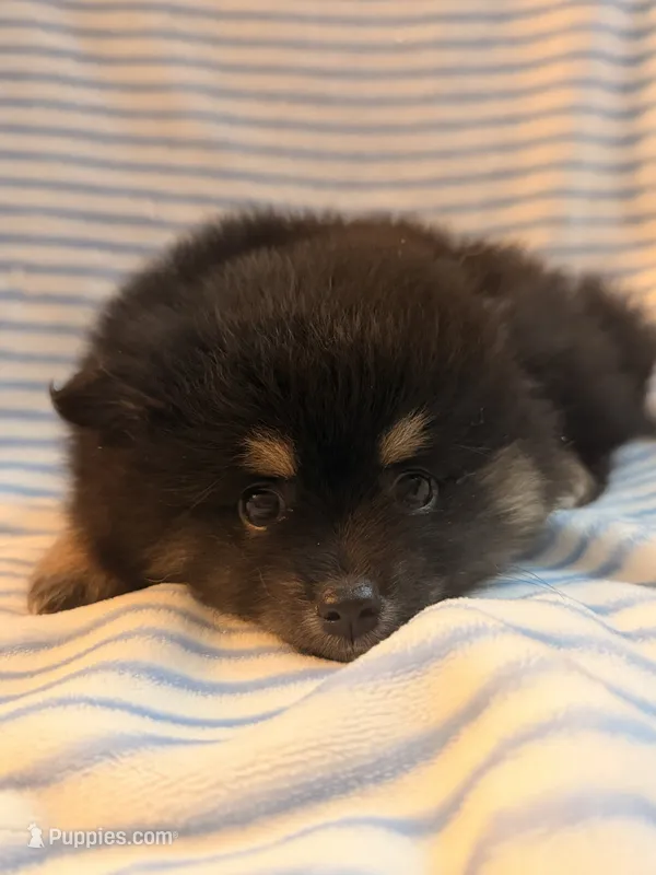 Snickers  – Pomeranian puppy for sale in Springfield, OH