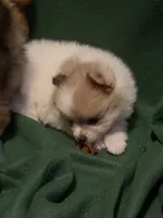 Elsa, a female Pomeranian for sale in Springfield, OH – 2 of 8