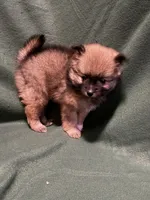 Anna, a female Pomeranian for sale in Springfield, OH – 3 of 8