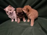 Anna, a female Pomeranian for sale in Springfield, OH – 7 of 8
