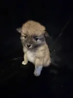 “Big Jim”, a male Pomeranian for sale in Springfield, OH – Photo 2 of 6