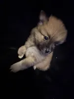 “Big Jim”, a male Pomeranian for sale in Springfield, OH – Photo 4 of 6