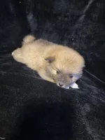 “Big Jim”, a male Pomeranian for sale in Springfield, OH – Photo 5 of 6