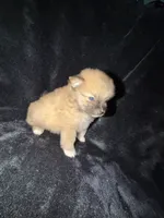 “Big Jim”, a male Pomeranian for sale in Springfield, OH – Photo 6 of 6