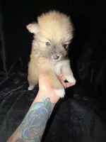 “Big Jim”, a male Pomeranian for sale in Springfield, OH – Photo 3 of 6