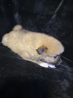 “Big Jim”, a male Pomeranian for sale in Springfield, OH – Photo 1 of 6