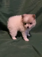 Elsa, a female Pomeranian for sale in Springfield, OH – 6 of 8