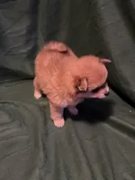 Sven, a male Pomeranian for sale in Springfield, OH – 6 of 10