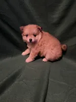 Sven, a male Pomeranian for sale in Springfield, OH – 7 of 10