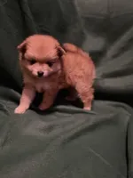 Sven, a male Pomeranian for sale in Springfield, OH – 3 of 10