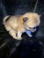 Peanut, a male Pomeranian for sale in Springfield, OH – Photo 2 of 4