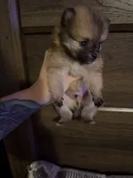 Peanut, a male Pomeranian for sale in Springfield, OH – Photo 4 of 4